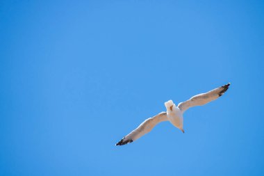 Martı doğada uçuyor. Doğadaki vahşi kuş kavramı