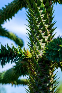 Araucaria araucana dalı, Maymun yapboz ağacı, Maymun kuyruğu ağacı, ya da Şili çamı. Bu, kozalaklı kozalaklı ağaç cinsi Araucaria 'nın en dayanıklı türüdür. Araucariaceae familyası..