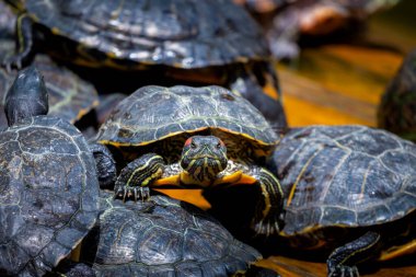 Bir grup kırmızı kulaklı kaydırıcı ya da Trachemys senaryosu havuzda zariftir. Onlarca sarı karınlı sürgülü kaplumbağa tahtadan bir yüzey üzerinde güneşleniyor..