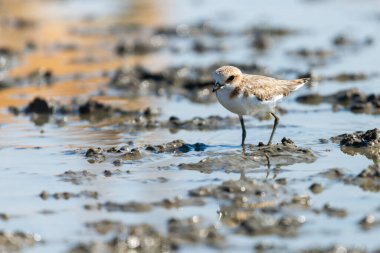 Kentish Plover veya Charadrius Alexandrinus suyun üzerinde