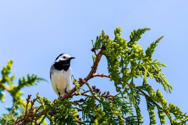 Motacilla alba. Beyaz Wagtail Bir bahar gününde Ağaç dalında.