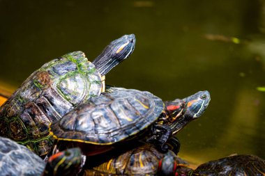 Bir grup kırmızı kulaklı kaydırıcı ya da Trachemys senaryosu havuzda zariftir. Onlarca sarı karınlı sürgülü kaplumbağa tahtadan bir yüzey üzerinde güneşleniyor..