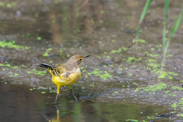 Amarelo Wagtail Motacilla Flava Feldegg Natureza Selvagem — Fotografia de Stock