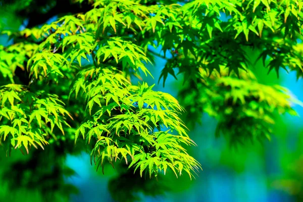 Palmatum Acer Brotamento Bordo Forma Palma Primavera Folhas Árvore Luz — Fotografia de Stock