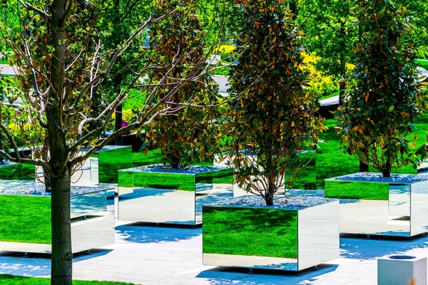 Alberi Piante Giovani Contenitori Quadrati Specchio Originale Aiuola Specchio Quadrato — Foto Stock