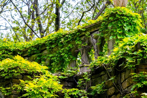 Ivy Inglese Hedera Helix Una Pianta Vite Sempreverde Aggrappata — Foto Stock