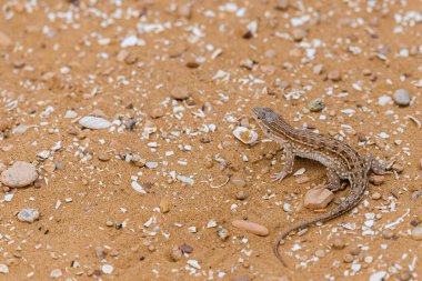 Steppe Runner Kertenkelesi veya Eremias arguta on sand.