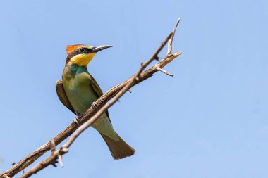 Avrupalı arı yiyici, Merops apiaster. Arı yiyen yaygın bir kuş..