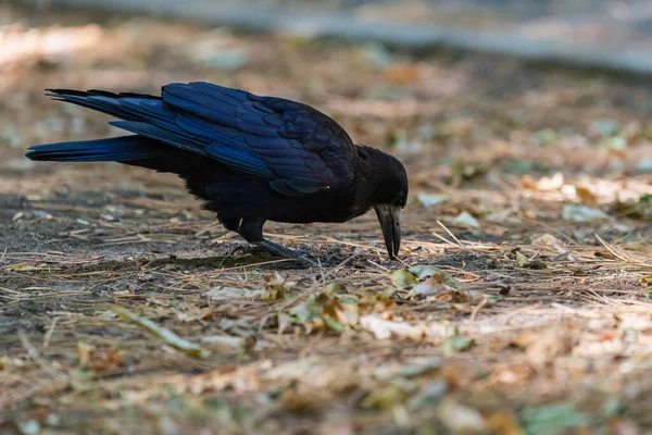 Rook Bird Corvus Frugilegus Ground — Stock Photo, Image