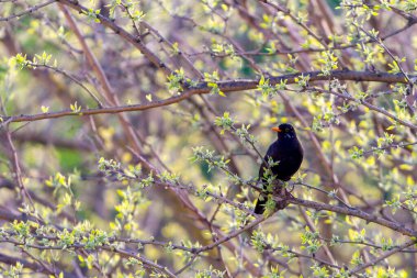 Parklardaki ve bahçelerdeki en tanıdık kuşlardan biri olan karatavuk..