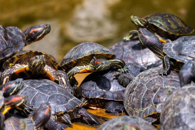 Bir grup kırmızı kulaklı kaydırıcı ya da Trachemys senaryosu havuzda zariftir. Onlarca sarı karınlı sürgülü kaplumbağa tahtadan bir yüzey üzerinde güneşleniyor..