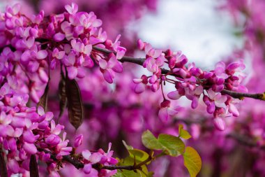 Avrupa Cercis 'i, Yahuda ağacı ya da Avrupa kırmızısı. Cercis silikastrum 'un pembe çiçeklerine yakın çekim. Cercis, baklagiller (Fabaceae) familyasından bir çalı türü..