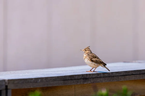 Lark Crested Galerida Cristata Giardino — Foto Stock