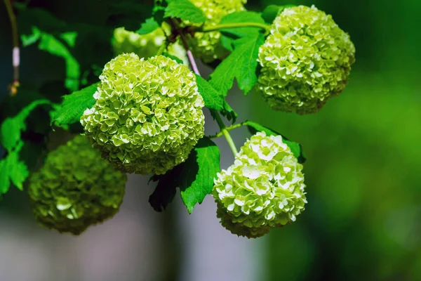 Міському Саді Цвітуть Зелена Гідрагея Або Макрофілла Hydrangea Японці Називають — стокове фото