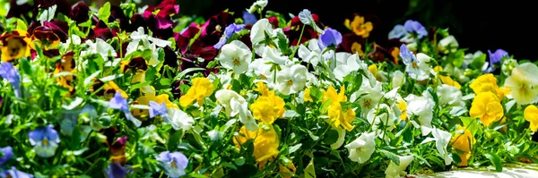 Квіти Садових Місіонерів Фіолетово Білого Кольору — стокове фото