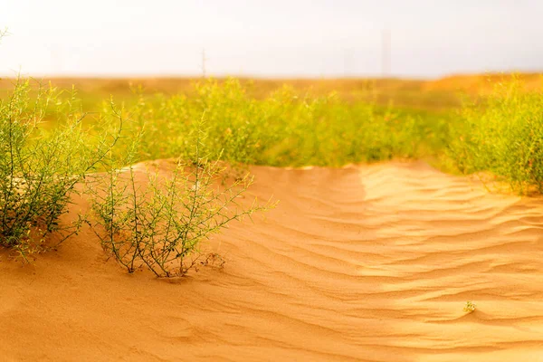 Woestijnplant Een Kamelendoornplant Groene Struik Woestijn Groene Gras Gedroogde Grond — Stockfoto