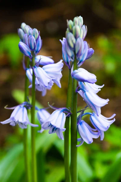 Bluebell Flower Blurred Green Background — Stock Photo, Image