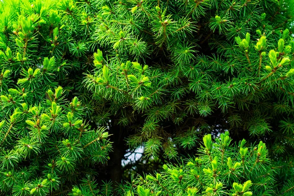 Grenar Gran Eller Barrträd Bakgrund Naturlig Struktur — Stockfoto