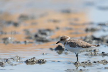 Kentish Plover veya Charadrius Alexandrinus suyun üzerinde