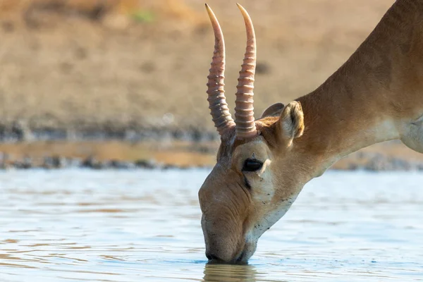 Άγριο Αρσενικό Saiga Αντιλόπη Saiga Tatarica Στη Στέπα Federal Nature — Φωτογραφία Αρχείου