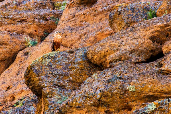 Barrow Örn Eller Långbenta Vråk Eller Buteo Rufinus — Stockfoto