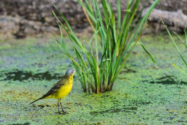Sarı kuyruklu veya Motacilla flava feldegg vahşi doğada