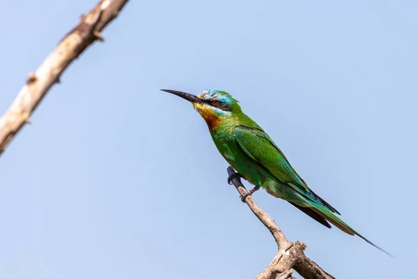 Close Blue Cheeked Bee Eater Sitting Branch Tree — Stock Photo, Image