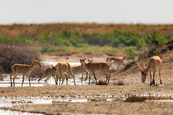 Saiga Αντιλόπη Saiga Tatarica Στη Στέπα Federal Nature Reserve Mekletinskii — Φωτογραφία Αρχείου