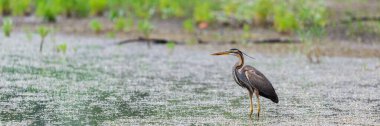 Mor balıkçıl veya ardea purpurea bir göl veya gölde avlanıyor..