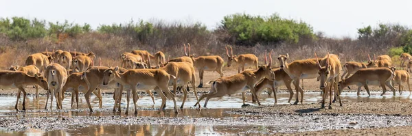 Saiga Antilop Vagy Saiga Tatarica Sztyeppén Szövetségi Természetvédelmi Terület Mekletinskii — Stock Fotó