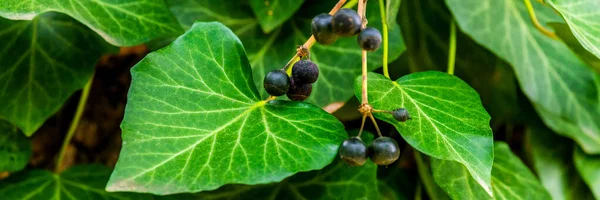 Bayas Frutos Hiedra Hedera Helix — Foto de Stock