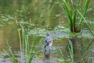 Beyaz Wagtail veya Motacilla alba. Wagtails ötücü kuşların bir cinsidir. Wagtail en yararlı kuşlardan biridir. Sivrisinekleri ve sinekleri öldürür, bu da havada ustalıkla kovalar..
