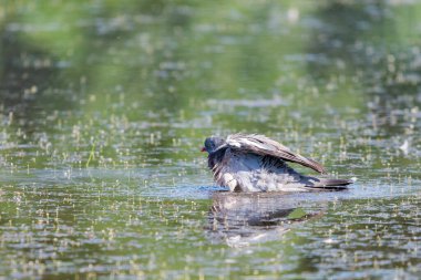 Göl suyunda vahşi orman güvercini veya Columba palumbusu.