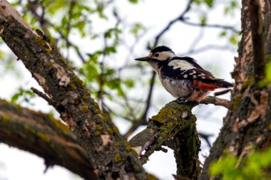 Sıradan ağaçkakan ya da dendrocopos majör ormandaki bir ağaç dalında oturuyor..