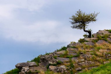 Tepenin yamacındaki yalnız ağaç ya da güzel manzaradaki dağ..