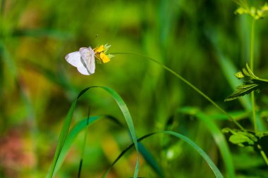 Beyaz Kelebek ya da Pieris sutyen vahşi doğada