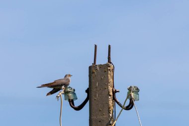 Guguk kuşu ya da Cuculus kanorusu, kışlada tek kuş..