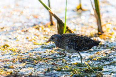 Görüldü Crake veya Porzana küçük bir su birikintisini beslerken