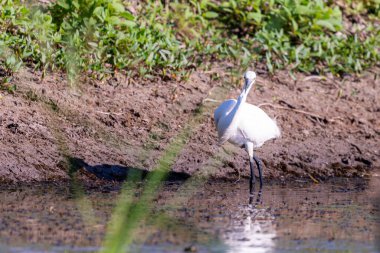 Büyük beyaz balıkçıl bir gölün kıyısında balık arıyor..