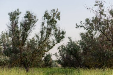 Gümüş Göl Korusu. Gümüş çilek ya da Elaeagnus banliyö çalılıkları.