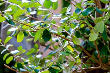 Feijoa ağacı yaprakları veya Acca sellowiana ananas guava, guavasteen. Fayjoa ağacının yapraklı dalı. Tropik meyve bahçesinde kırmızı egzotik meyve çiçeğini kapat.