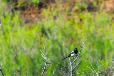Genç Avrasyalı saksağan ya da vahşi doğanın dalında Pica Pica.