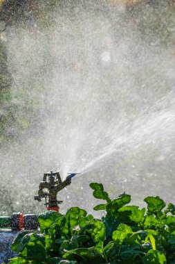 Otomatik Bahçe Çim Fıskiyesi. Çimleri suluyor. Yeşil Doğa Arkaplan kavramı.