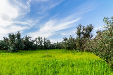 Gümüş Göl Korusu. Gümüş çilek ya da Elaeagnus banliyö çalılıkları.