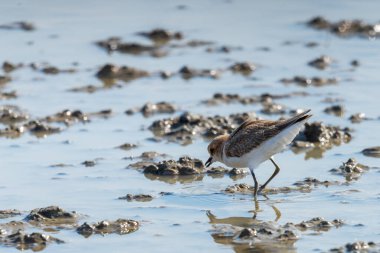 Kentish Plover veya Charadrius Alexandrinus suyun üzerinde