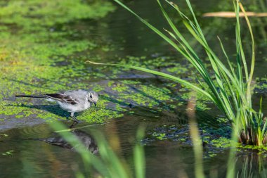 Genç beyaz kuyruklu veya nehirde Motacilla alba