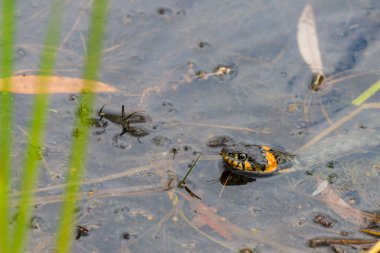 Çimen Yılanı ya da Natrix natrix, bazen Halkalı Yılan ya da Su Yılanı olarak da adlandırılır..