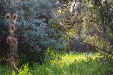 Gümüş Göl Korusu. Gümüş çilek ya da Elaeagnus banliyö çalılıkları.