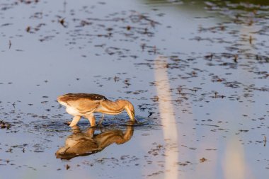 Avrasya Bittern veya Botaurus yıldızları göl veya göl suyunda avlanırlar..