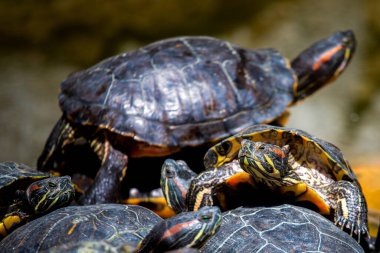 Bir grup kırmızı kulaklı kaydırıcı ya da Trachemys senaryosu havuzda zariftir. Onlarca sarı karınlı sürgülü kaplumbağa tahtadan bir yüzey üzerinde güneşleniyor..